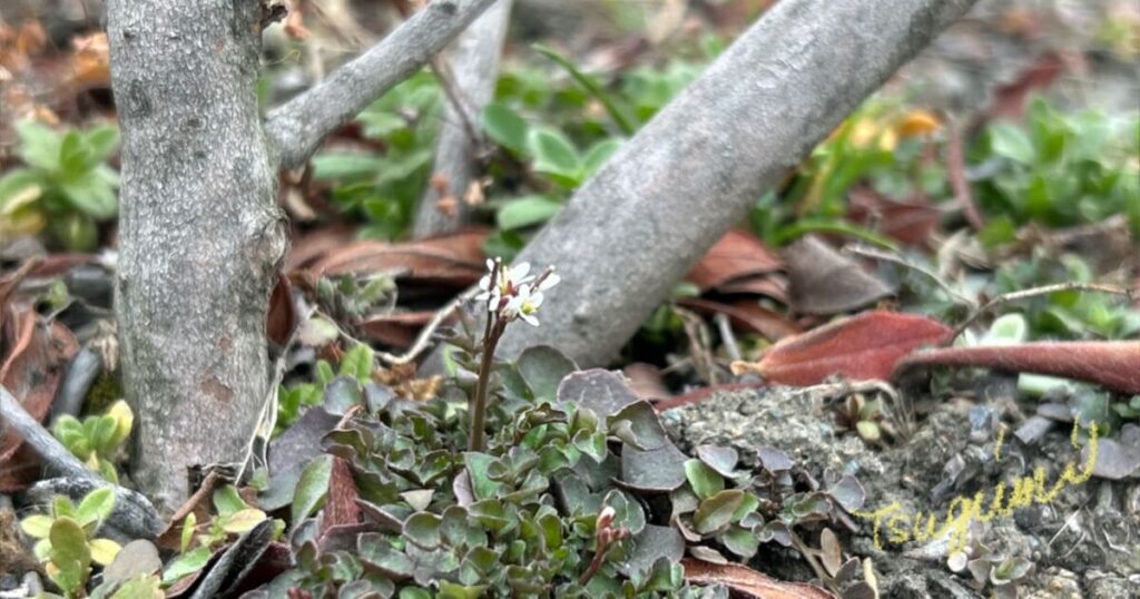 春の小さな白い花の写真