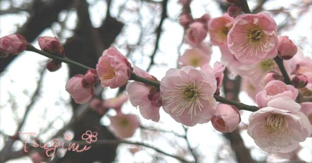 薄いピンク色をした梅の花の写真。