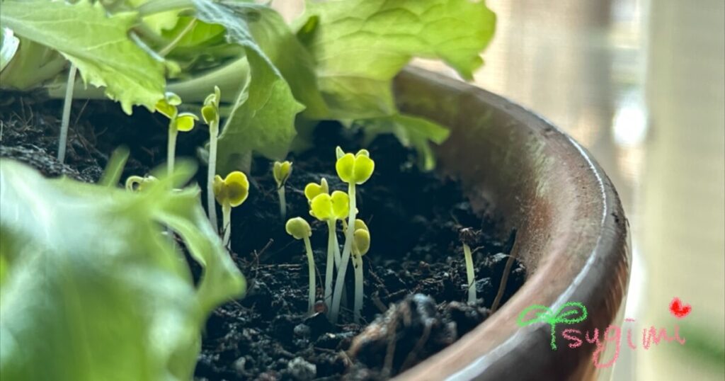 発芽したばかりのレタスの葉の写真。