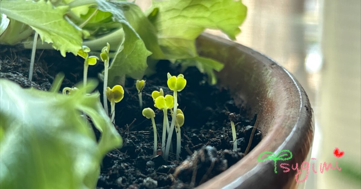 発芽したばかりのレタスの葉の写真。