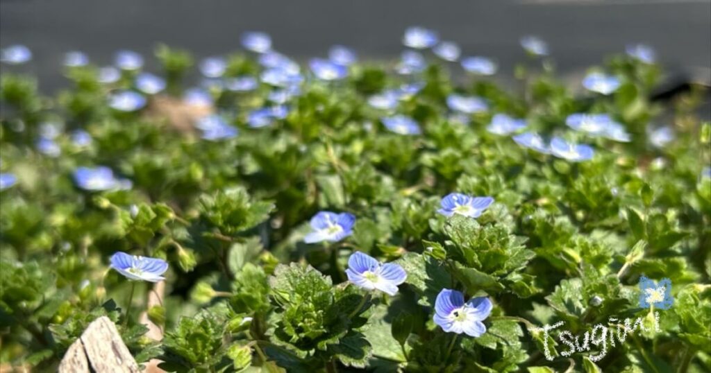 オオイヌノフグリが群生して咲いている写真。
