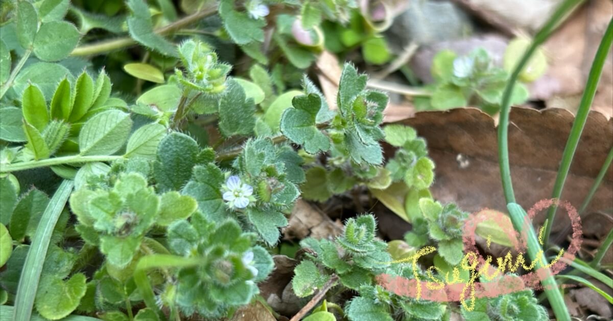 小さく可憐なフラサバソウの花の写真。