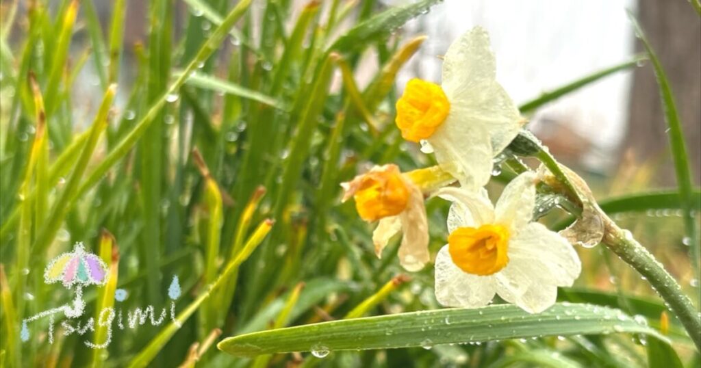 雨の中で咲く水仙の花の写真。