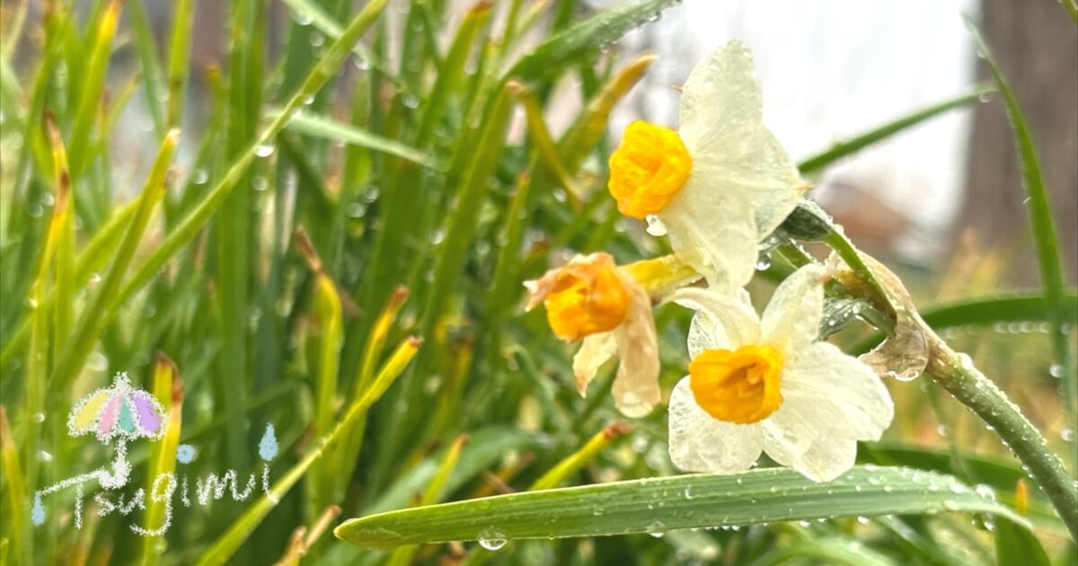 雨の中で咲く水仙の花の写真。