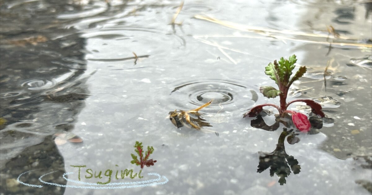 波紋が広がる水たまりの中に生えている、小さな植物の芽の写真。