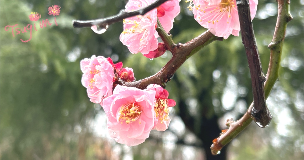 小さな雨粒が輝く、ピンク色の梅の花の写真。