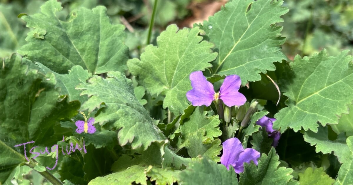紫色の小さな春の花の写真。