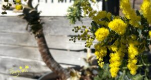 ミモザの花の写真。