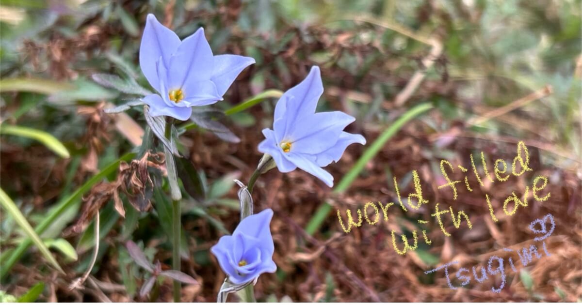 薄紫色のハナニラの花の写真。
