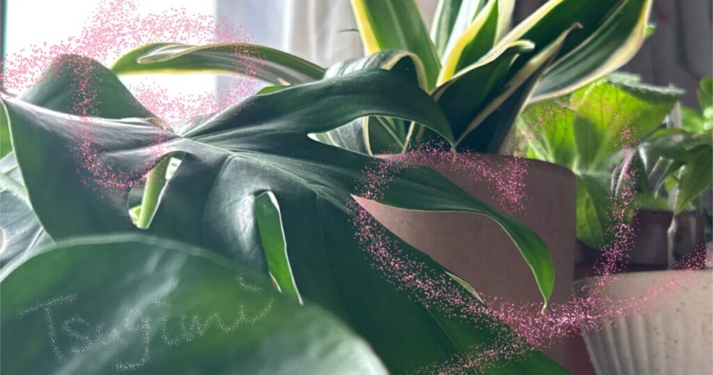 窓際に置かれた、モンステラとサンスベリアの写真。