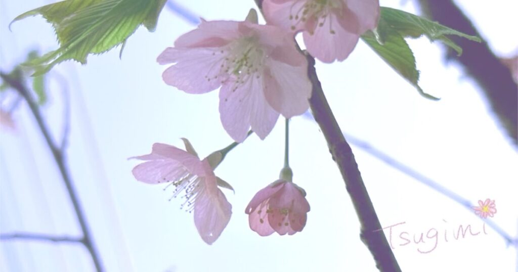 淡いピンク色の桜の花の写真。