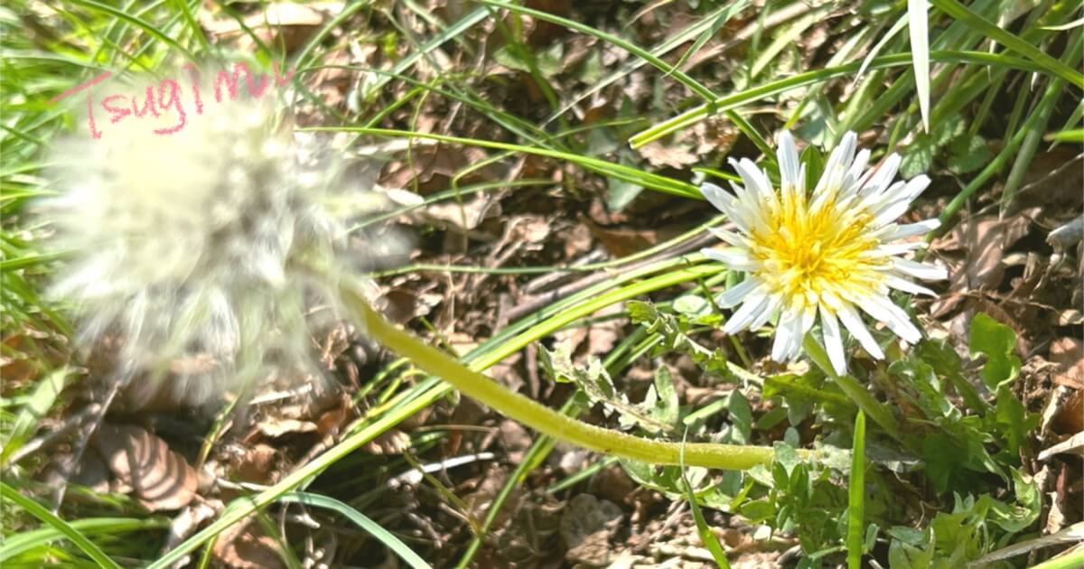 白いタンポポの花と綿毛の写真。