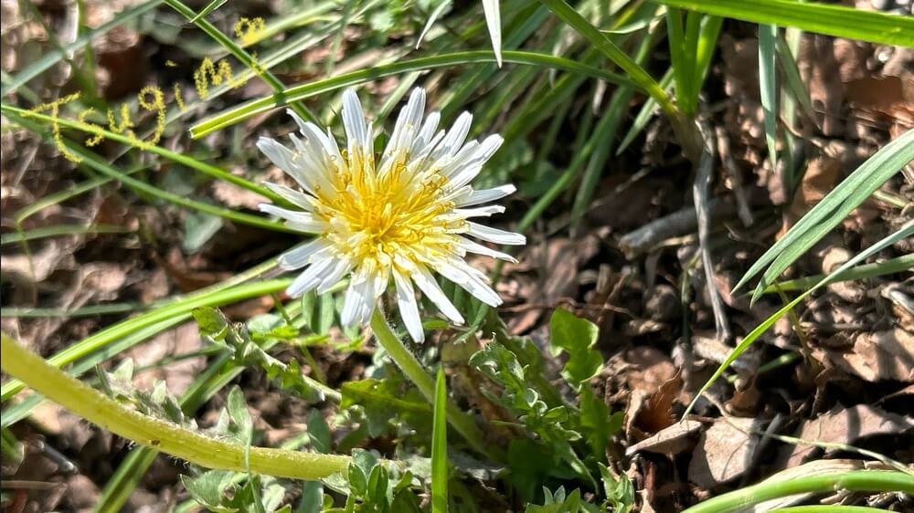 シロバナタンポポの花の写真。