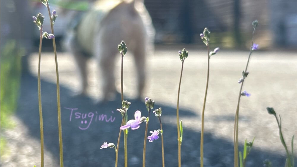 トイプードルの後ろ姿と、小さな春の花の写真。