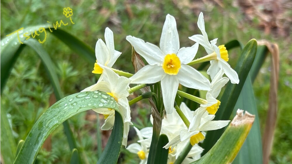 雨粒がついたスイセンの花の写真。