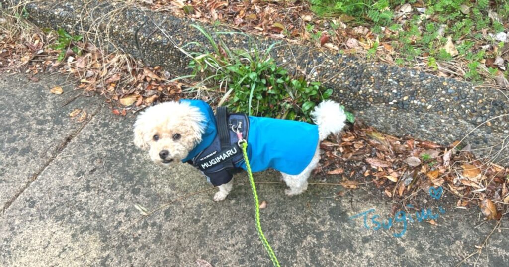 レインコートを着たトイプードルの写真。