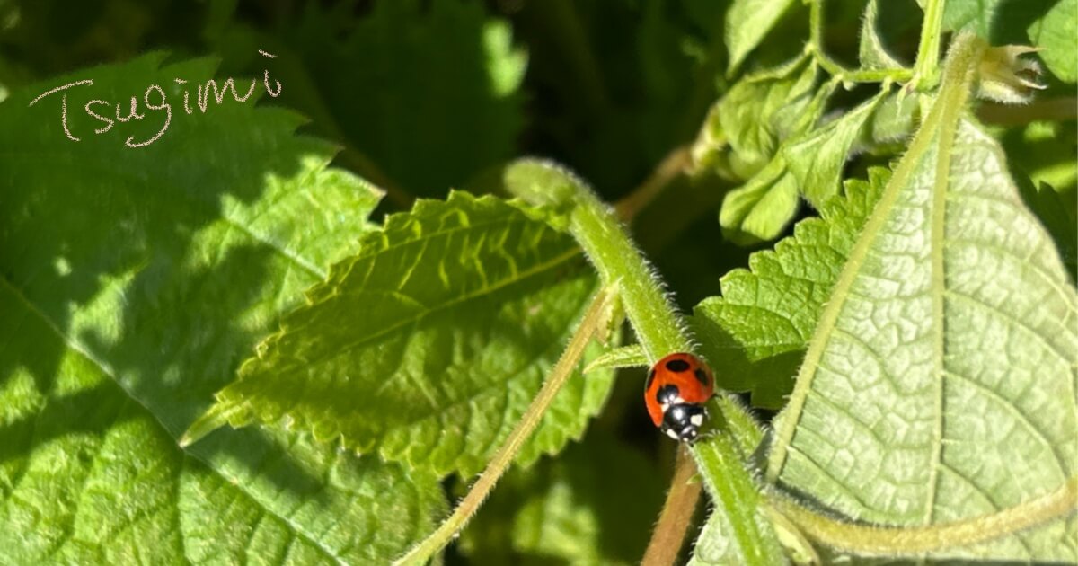 赤いてんとう虫の写真。