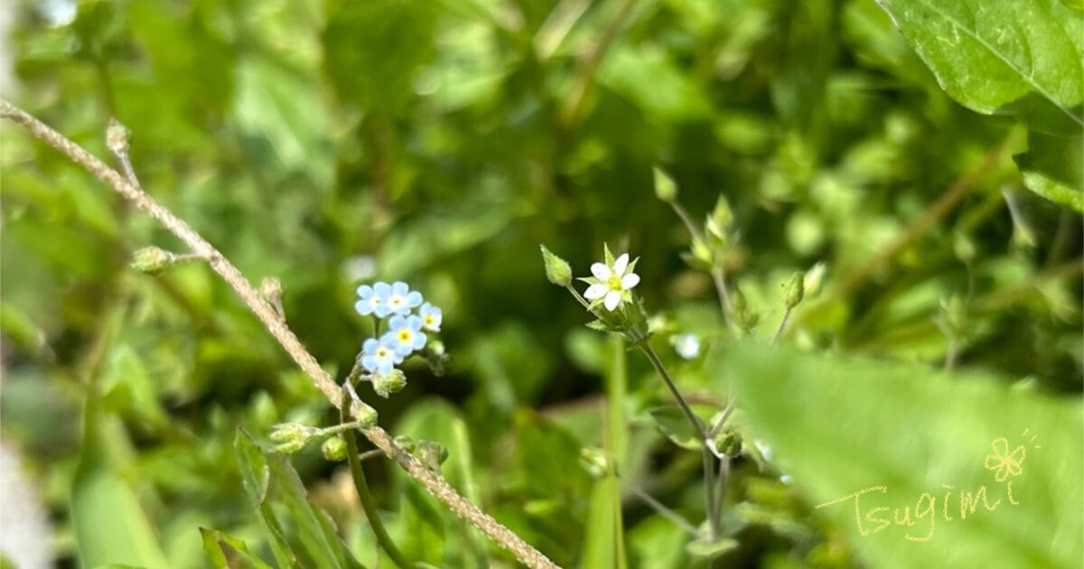 キュウリグサと小さな白い花の写真。