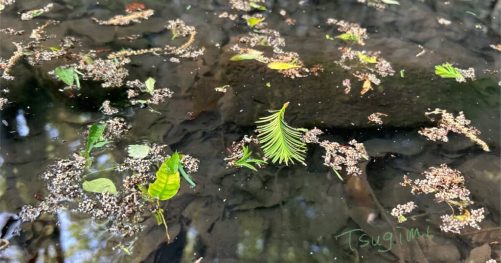 水面に浮かぶ落ち葉の写真。