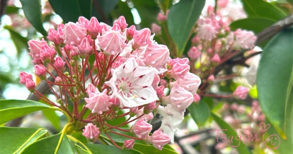カルミアの花と蕾の写真。