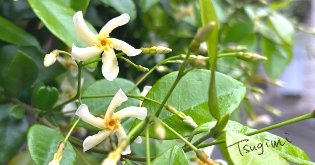 スタージャスミンの花の写真。