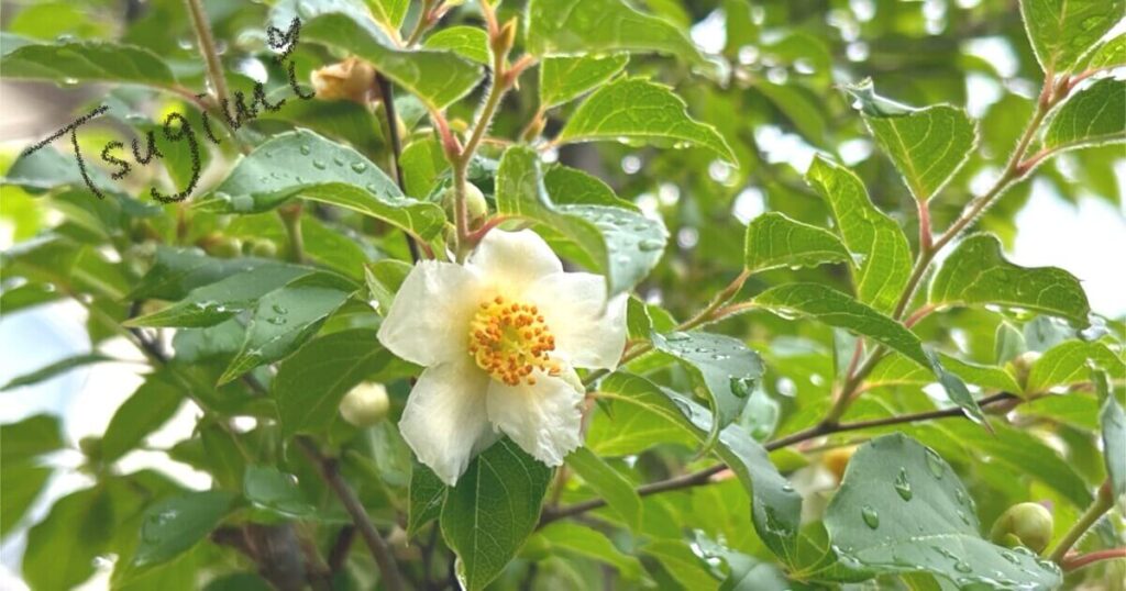 雨上がりの夏椿の花の写真。