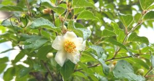 雨上がりの夏椿の花の写真。
