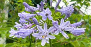 雨粒の付いたアガパンサスの花の写真。