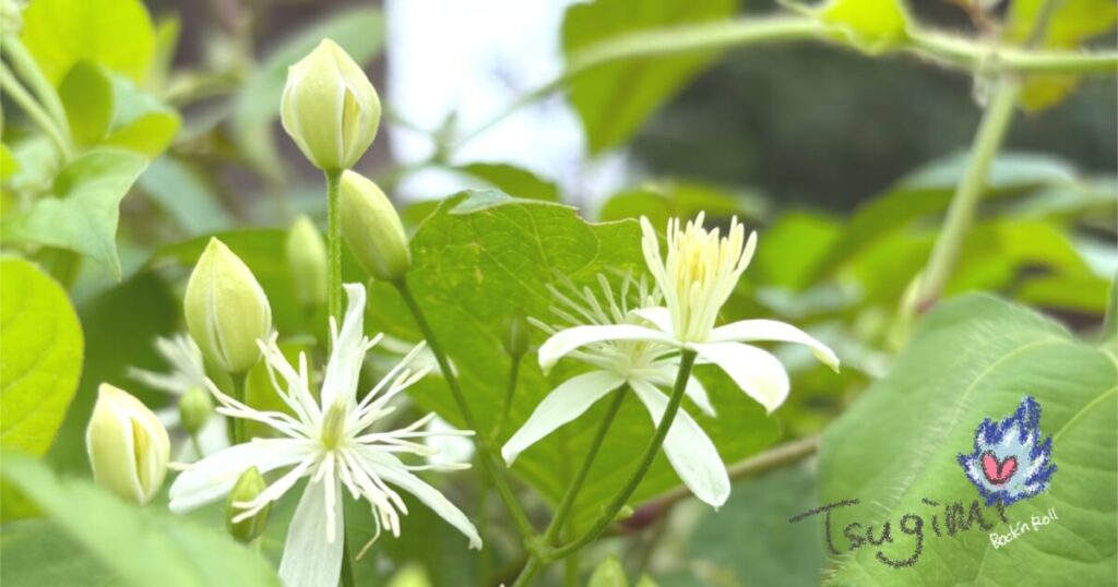 センニンソウの花の写真